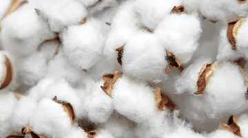 Cotton 101