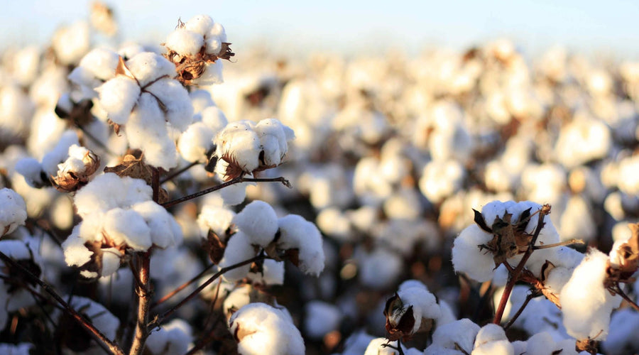 The 5 Types of Cotton Everyone Should Know About